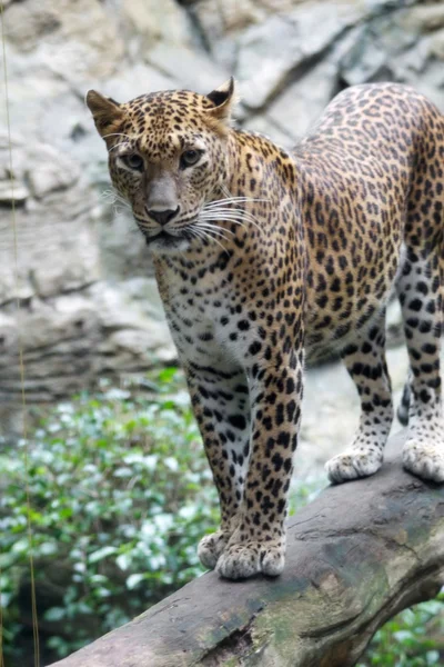 Leopard - Stock-foto