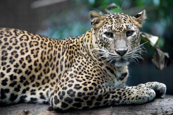 Leopardo — Fotografia de Stock