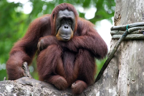 Orangutanes —  Fotos de Stock