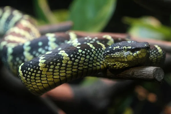 Snakes — Stock Photo, Image