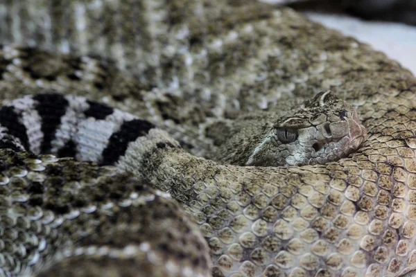 Snakes — Stock Photo, Image