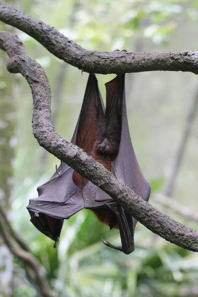 Zorro volador — Foto de Stock