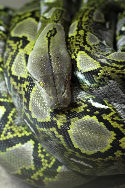 Serpenti — Foto Stock