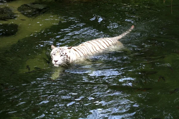 White Tiger — Stock Photo, Image