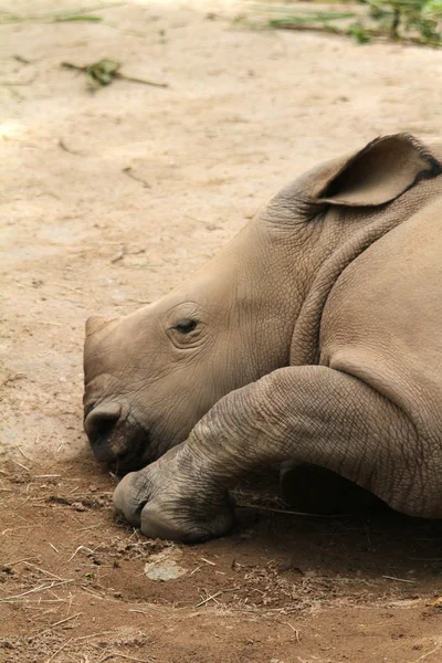 Rhino — Stock Photo, Image