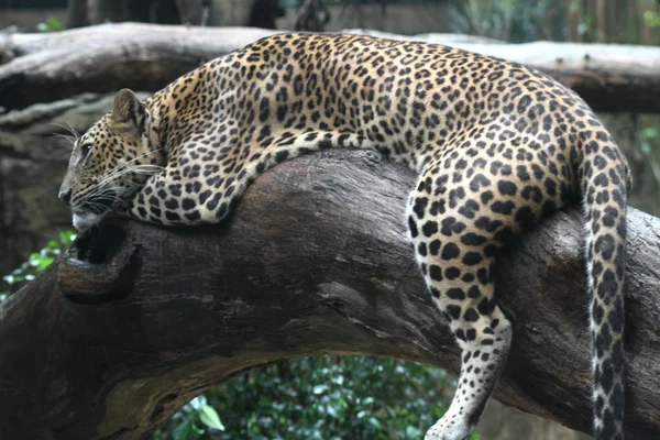 Leopar — Stok fotoğraf