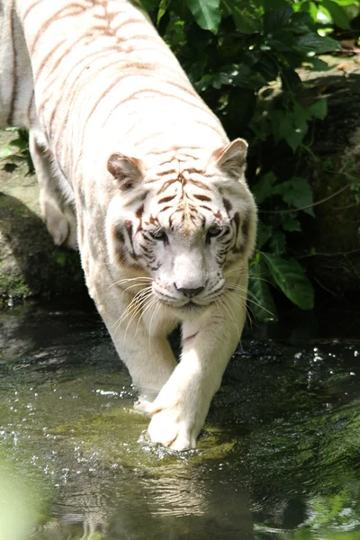 White Tiger — Stock Photo, Image