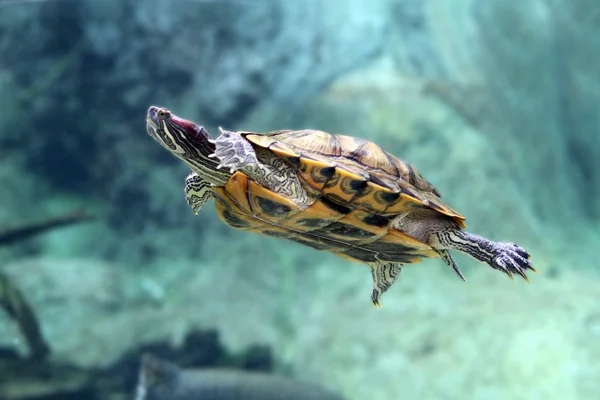 Schildkröten — Stockfoto