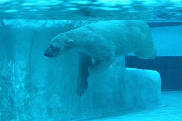 Polar Bear — Stock Photo, Image