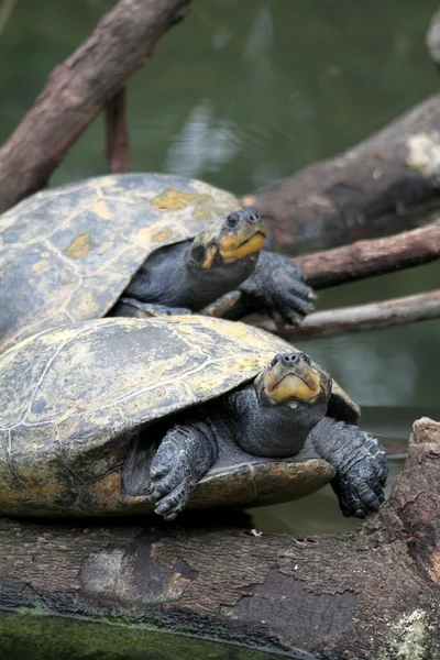 Schildkröten — Stockfoto