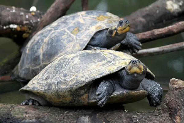 Schildkröten — Stockfoto