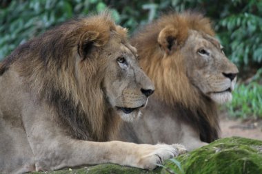 Aslan