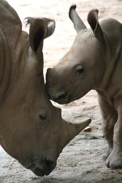 Rhino. —  Fotos de Stock