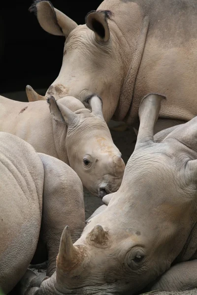 Nashorn — Stockfoto