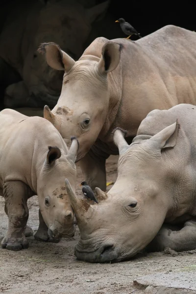 Rhino. —  Fotos de Stock