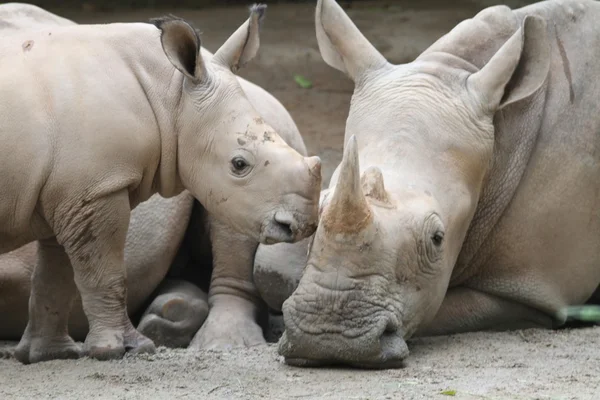 Rhino — Stock Photo, Image