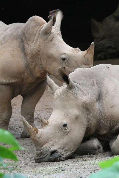 Rhino. —  Fotos de Stock