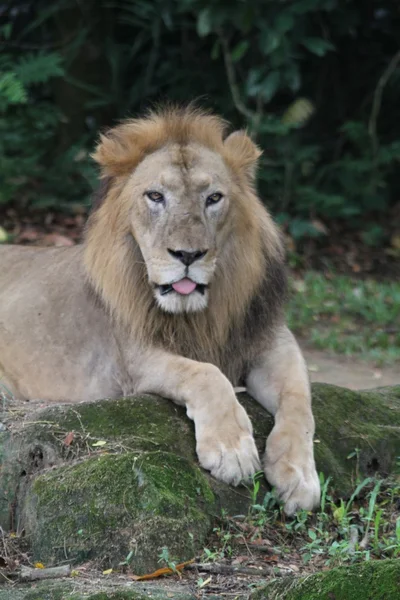 Lion — Stock Photo, Image