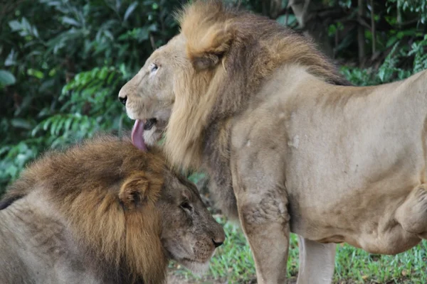 León. — Foto de Stock