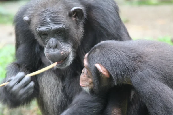 黑猩猩Chimpanzee — 图库照片