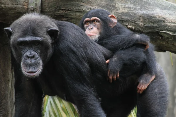 Chimpancé — Foto de Stock