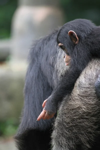 Шимпанзе — стокове фото