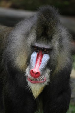Mandrill'di