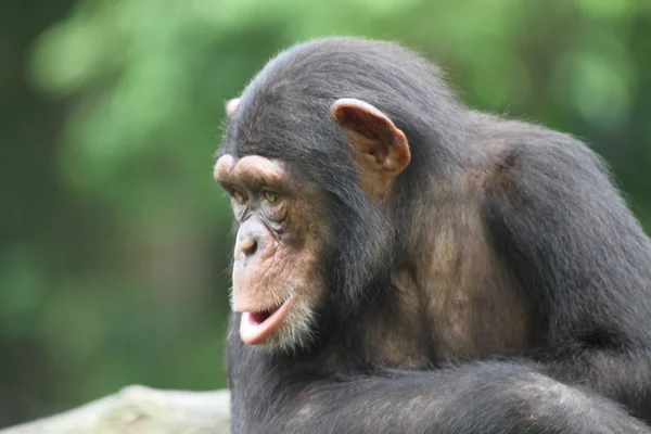 Chimpanzé — Fotografia de Stock