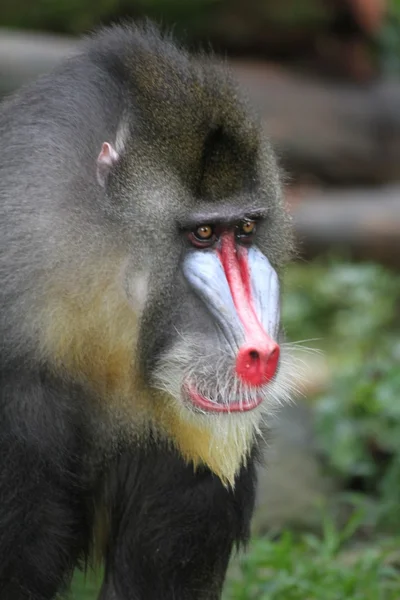 Mandrill — Stock Photo, Image