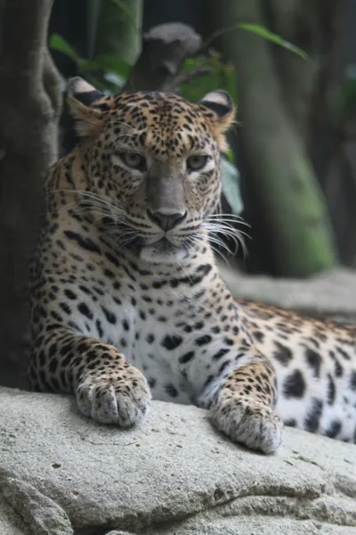 Leopar — Stok fotoğraf