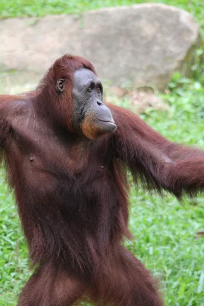 Orangutanes —  Fotos de Stock