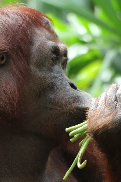 Orangutany — Zdjęcie stockowe