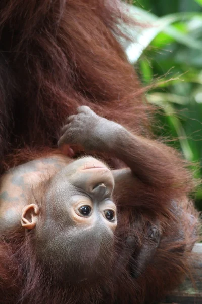 Orangutanes —  Fotos de Stock