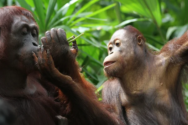 Orangutans — Stock Photo, Image