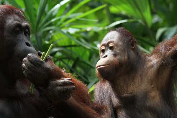 Орангутанги — стоковое фото