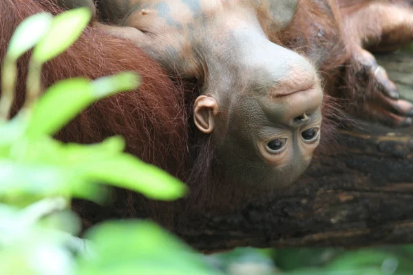 Орангутангів — стокове фото