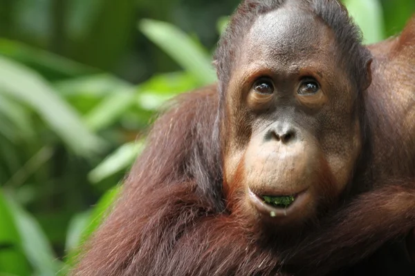 Orang-Utans — Stockfoto