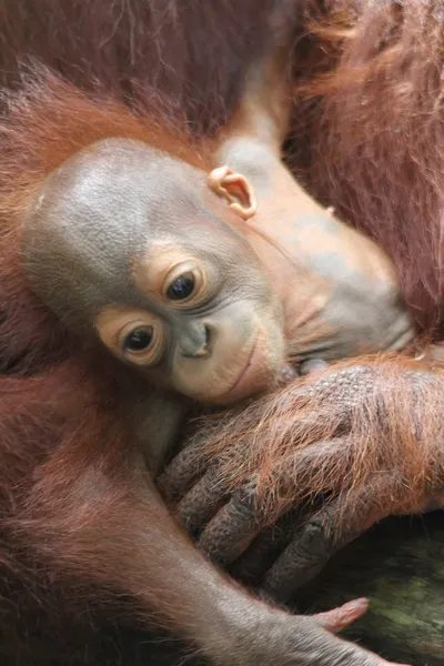 Orangutany — Zdjęcie stockowe