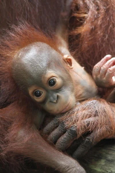 Orangutanes —  Fotos de Stock