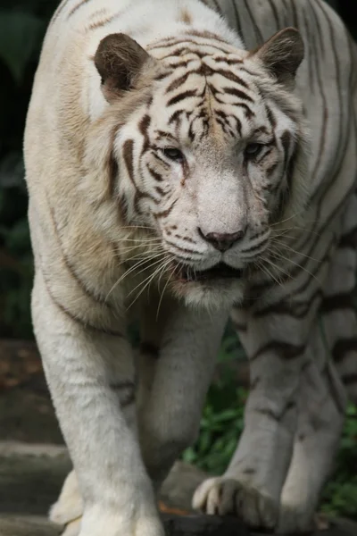 Tigre blanco Imagen de stock