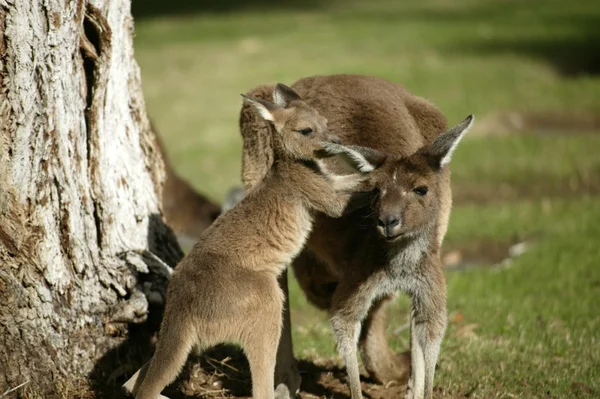 Australian Kangaroo — Stock Photo, Image