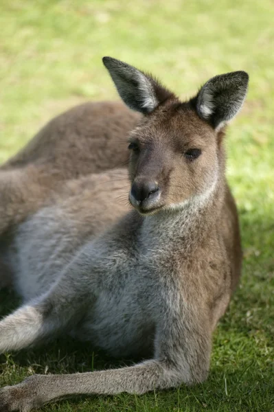 Australian Kangaroo — Stock Photo, Image