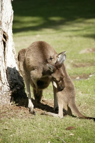 Australian Kangaroo — Stock Photo, Image