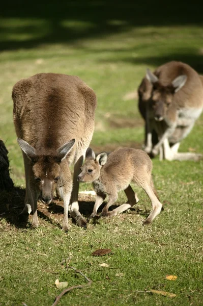 Canguro australiano —  Fotos de Stock