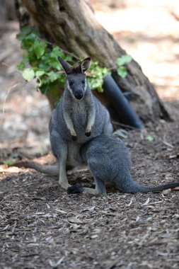 Avustralya wallaby