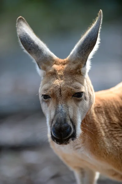 Australische kangoeroes — Stockfoto