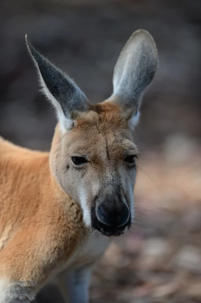 Australian Kangaroos — Stock Photo, Image