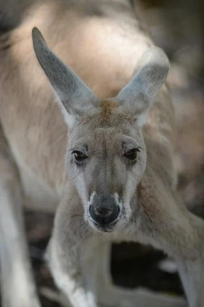 Australian Kangaroos — Stock Photo, Image