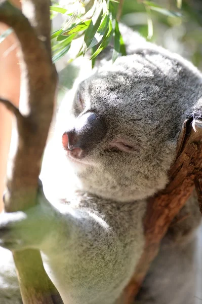 Koala — Stock Photo, Image