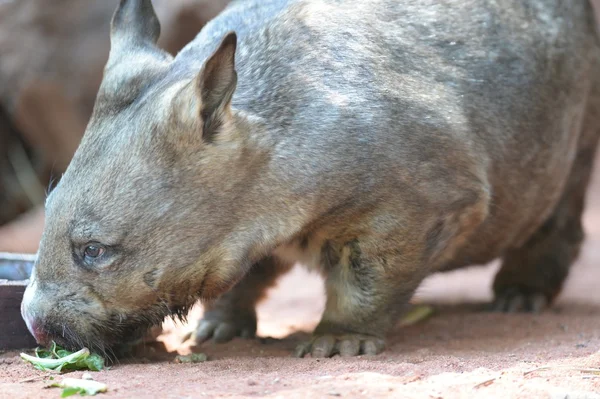 Wombat —  Fotos de Stock